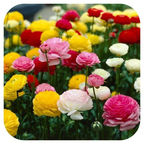 Ranunculus (Persian Buttercup) Mixed X 50 Spring Flowering Bulbs