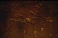 GlobMarble 200 Sq. Ft. Epoxy Floor Coating Kit. Sequioa