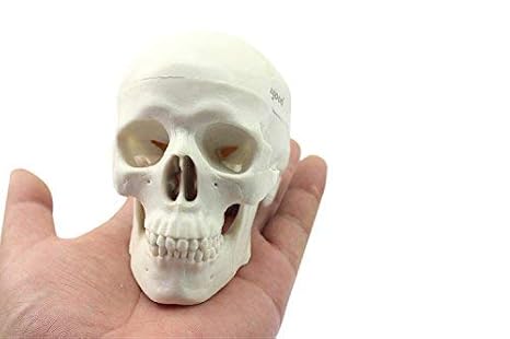 Mini Human Medical Anatomical Head Bone Skull Bone Model