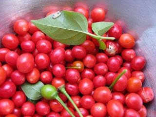 Red Chiltepin Heirloom Pepper Premium Seeds for Planting Packet + More