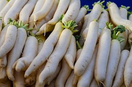 Radish Japanese Minowase Sprouting Microgreen Heirloom Vegetable By Seed Kingdom 500 Seeds