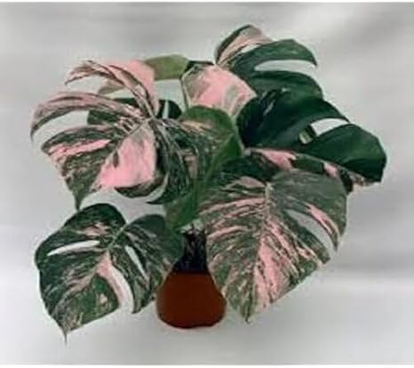 100pcs Green Pink Monstera Plant Seeds