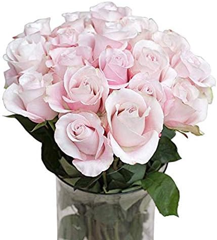 Greenchoice Flowers 50 Light Pink Roses Fresh Cut Bulk | 20" Long Stems | Farm-Direct Ecuador Real Flowers Wholesale | Wedding Bridal Florist Event Supply | No Vase