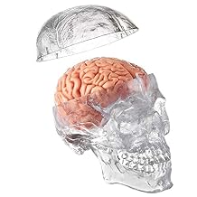 Wellden Medical Anatomical Human Classic Transparent Skull Model 3-Parts with 8-Part Brain Model, Life Size