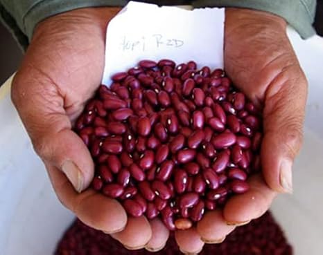 Salvadoran Small Red BEANS (1/4lb Seeds) Central America,Frijol Rojo De Seda,Bush