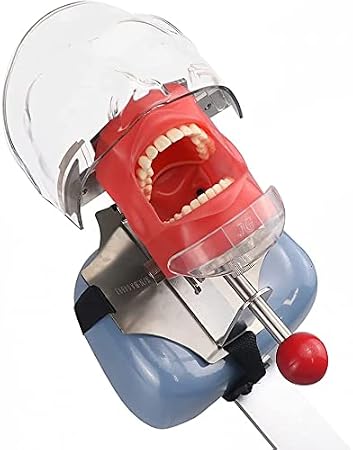 Dental Teaching Simulator Manikin Phantom Head Model Plastic Educational Teeth Model Fix on (Dental Chair Type)