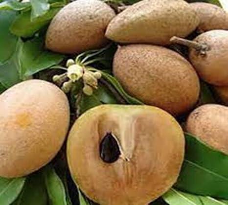 10pcs Brown Sapodilla Fruit Seeds