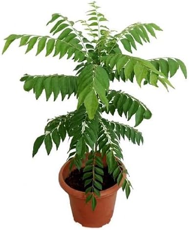 60Pcs Green Curry Leaf Plant Seeds