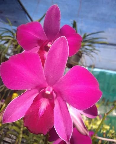 100pcs Pink Dendrobium Flower Seeds