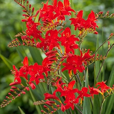 Montbretia or Crocosmia Flower Bulbs - 5 Bulbs per Pack - Attracts Butterflies and Hummingbirds - Deer Resistant - Good for Indoor Forcing - Grows Well in Containers - Perennializing - Live Garden