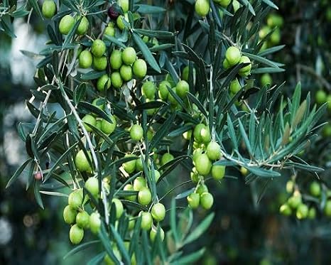 70pcs Green Olive Tree Seeds.
