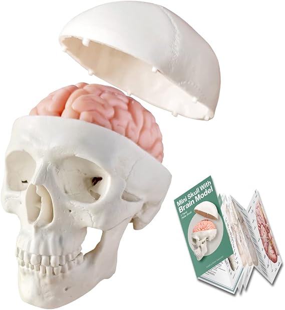 2026 New Human Skull Model, 3 Part With 2-Part Brain, Half Life Size