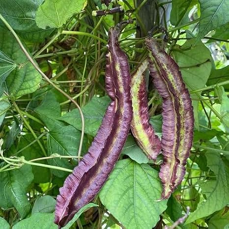 100Pcs Purple Winged Bean Vegetable Seeds