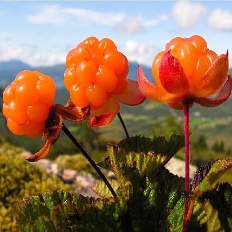 80Pcs Orange Cloudberry Fruit Seeds