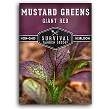 Giant Red Mustard Green Seeds for Planting Heirloom Non-GMO Spicy Burgundy Leaves for Fall and Spring Gardens, Ornamental Culinary Variety - Survival Garden Seeds (1 Pack)