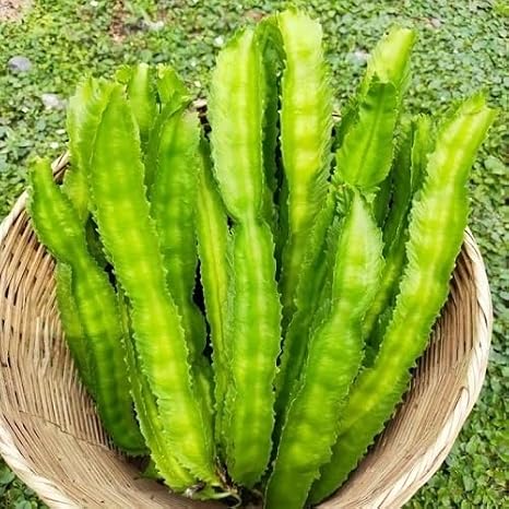 100pcs Green Winged Beans Vegetable Seeds