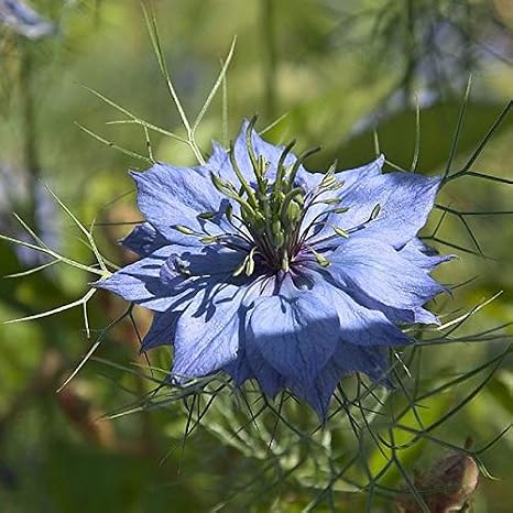 Black Cumin Seeds (Nigella Sativa) Packet of 50 Seeds