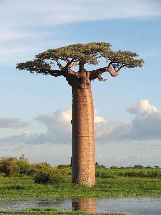 10+ African Baobab Seeds | Adansonia Digitata Tree of Life | Rare