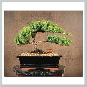 Juniper Bonsai Gift Tree I