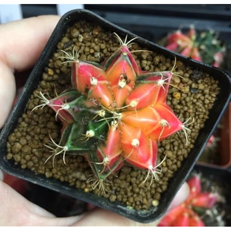 Assorted Live Cactus Collection Bareroot Variety of Species Cacti Cactus for DIY Projects Home Decor Indoor Outdoor Gardens Succulents Variegated Moon Cactsu 1.2-1.5