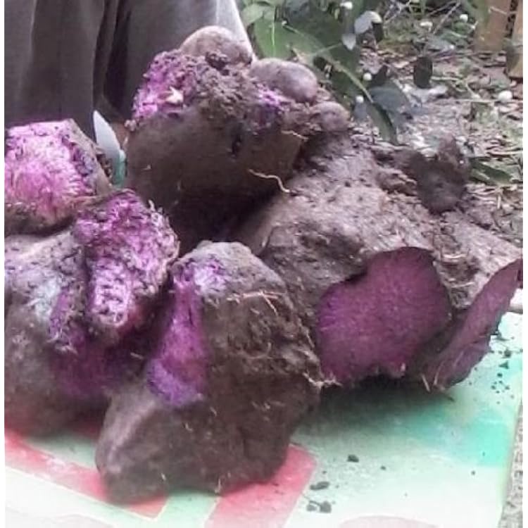 Filipino Purple Yam,Dioscorea Alata ,UBE Purple yam NOT Sweet Potato,Rhizoma