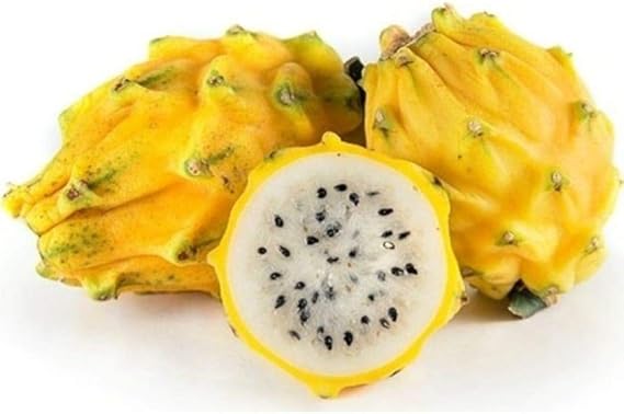 Sarı Ejder Meyvesi Tohumu 5 Adet – Pitaya Tohumu – Egzotik, Yüksek Verimli ve Hızlı Gelişen Bitki