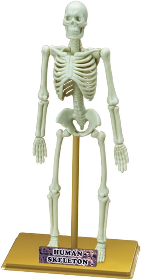 Eastcolight İnsan İskeleti Bilim Seti