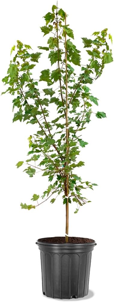 The October Glory Maple Tree, Fast Growing, Tall, Deciduous, 5 Gallon (Due to Agricultural Laws, we Cannot Ship to CA, AZ, AK, or HI)