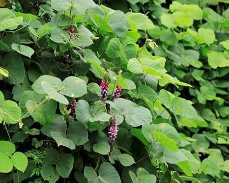 80 Pcs Kudzu Vine Seeds Fast-Growing Climbing Plant for Erosion Control, Green Ground Coverage & Natural Landscaping Hardy Perennial Ideal for Slopes, Fences & Large Outdoor Areas