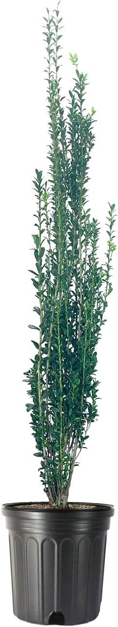 Sky Pencil Japanese Holly - 1 Large Trade 3 Gallon Plants - Low Maintenance Formal Evergreen Ilex Hedge