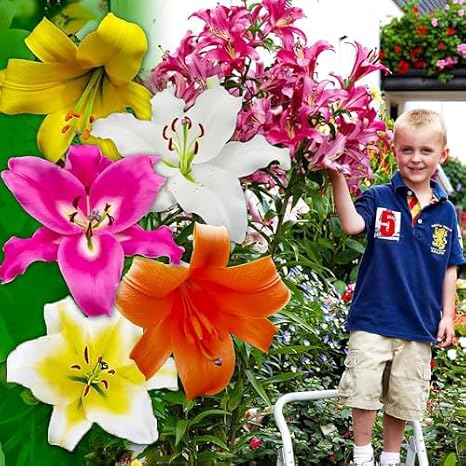 Lily Bulbs Hardy Perennial - Giant Lily Tree Collection
