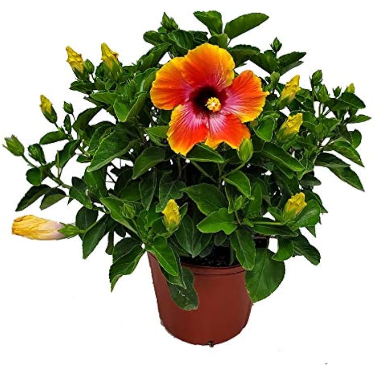 Hibiscus Bush - Fiesta Flower - Tropical Plants of Florida - Overall Height 22 to 26 Plant  Fertilizer