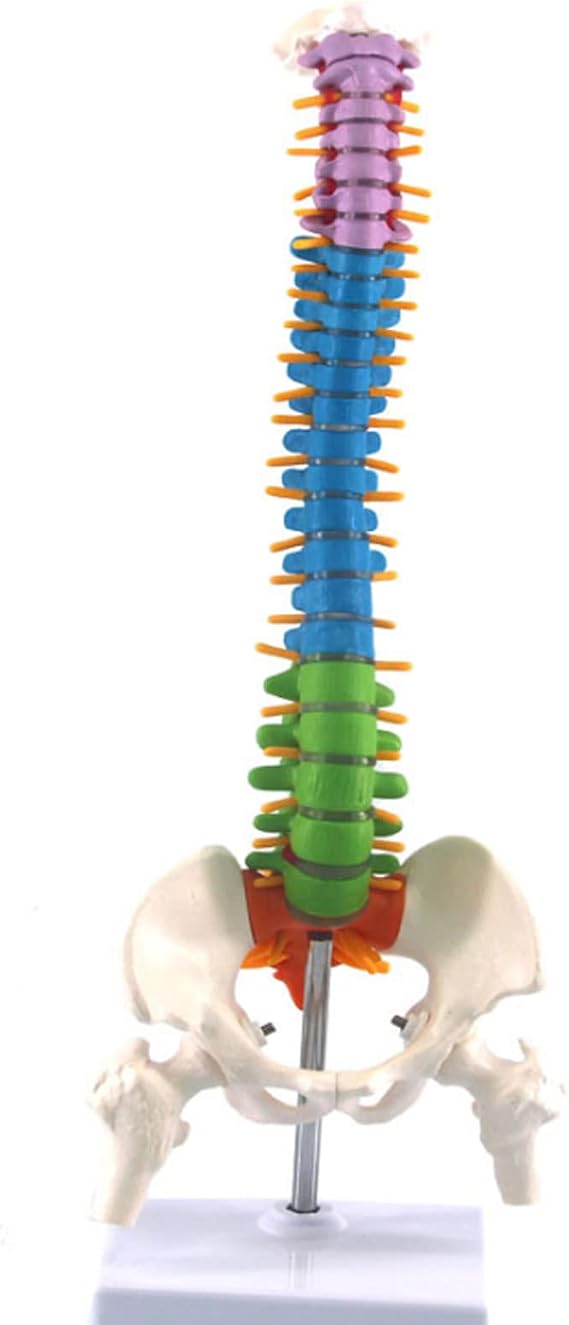 Human Vertebral Column Model with Pelvis Anatomical Human Skeleton Spine Model for Medical Teaching Hospital Lab Display