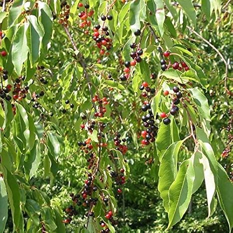 Wild Black Tree Cherry Seeds Packet of 4 Seeds