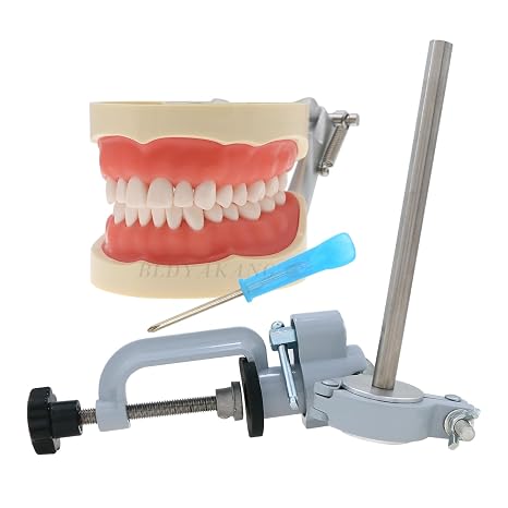 Dental Typodont Model with 32 Removable Teeth Mounting Pole for Teaching Practice and Study (M8012 & Mounting Pole)