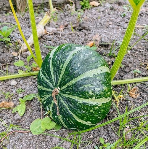 100Pcs Green kabocha Squash Vegetable Seeds