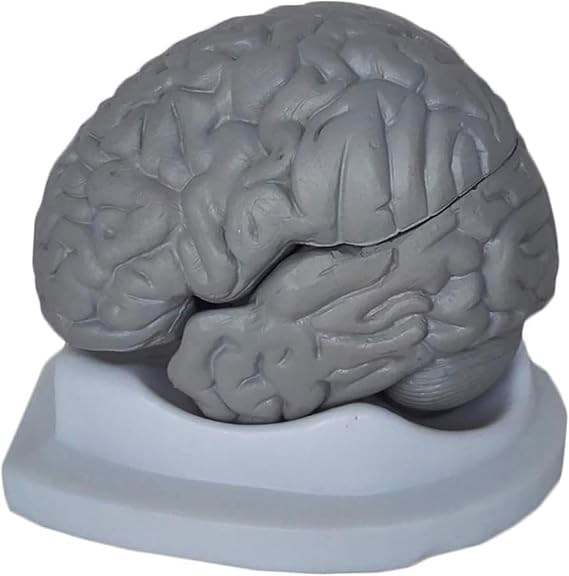Brain Anatomy Model - Human Brain Anatomy Model Teaching Human Specimen Model Human Body Model Life Size Disassembled Human Brain Model - Structural Anatomy Medical Teaching Learning Tool