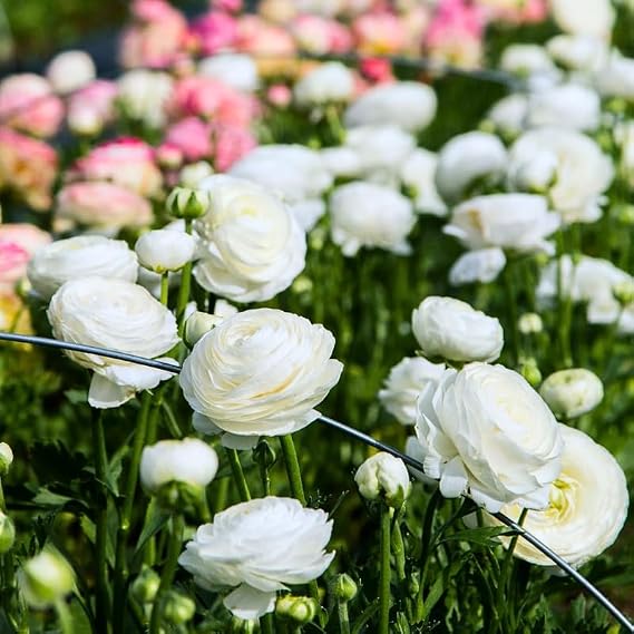 25 White Ranunculus Bulbs for Planting, Perennial Peony Flower Corms | Well-Drained Soil, Zones 8-10 Hardy, Garden Borders, Springtime Blooms, Patio Pots, Cutting Bed, Soak Before Planting