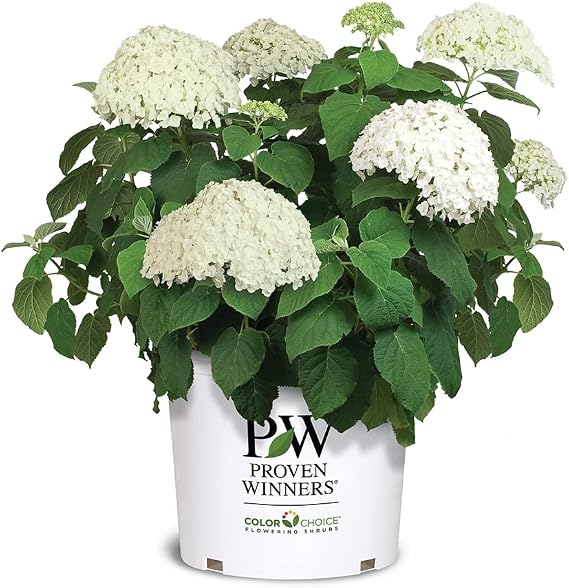 Proven Winners 5 Gal. Incrediball Hydrangea Shrub