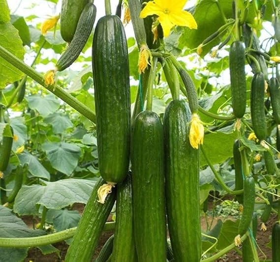SALATALIK SIRIK (ÇOKLU TOHUM) - 20 Adet