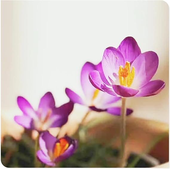 Crocus Bulbs to Plant Now UK/Saffron Crocus Bulbs-Bedding/Gorgeous/Potted/Plants/Rhizome/Ornamental/Resistant-6 Bulbs-I