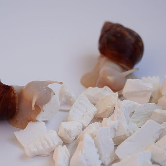 Cuttlebone for Snails, Snail Terrarium Supplies