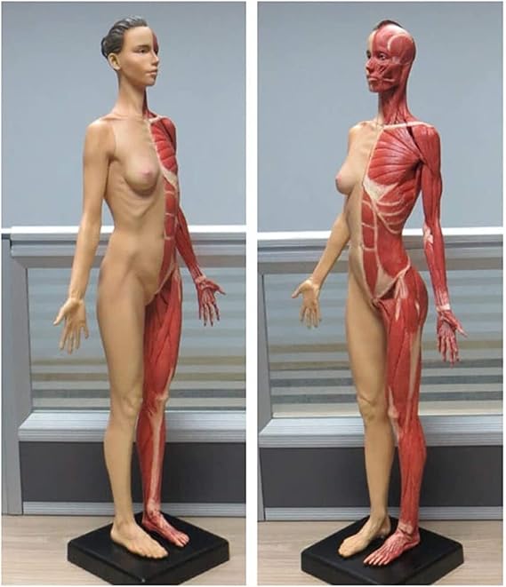 Female Anatomy Figure Anatomical Human Muscle Skin Model Reference for Artist Drawing Study