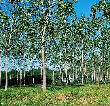 50pcs Green Eucalyptus Tree Seeds