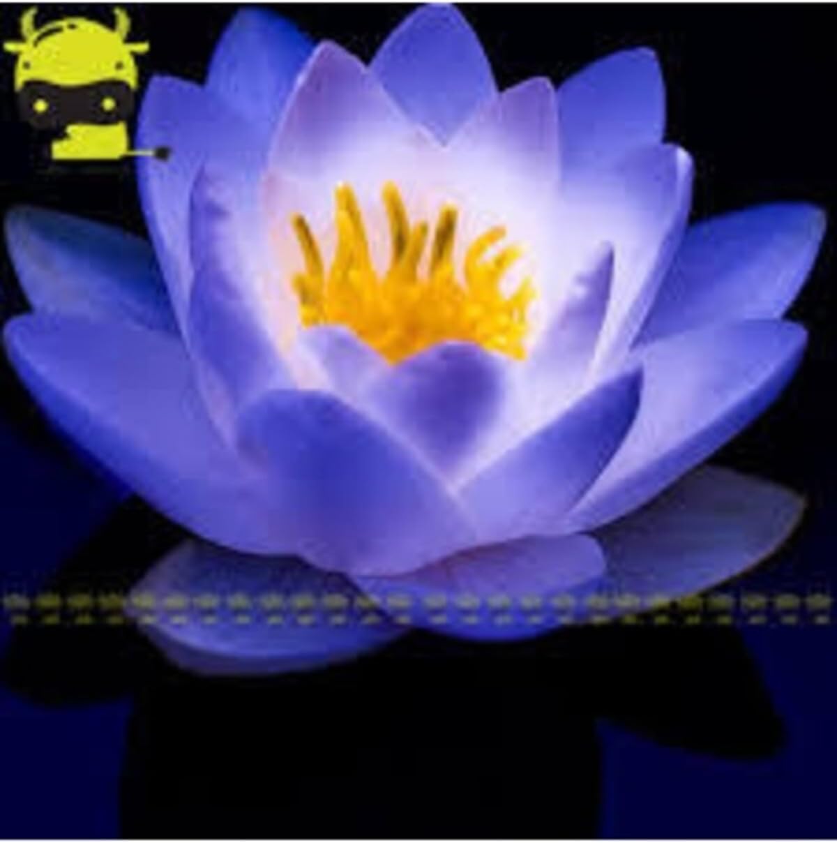 5 Adet Tohum Nadir Mavi Dev Lotus Çiçeği Tohumu Organik Kutsal Nilüfer Çiçeği Tohumu Hediye Tohumlu