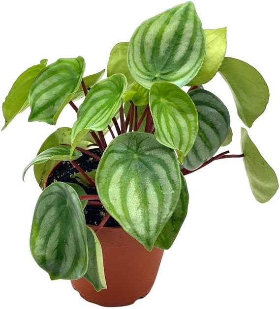 BubbleBlooms Watermelon Peperomia argyreia Water Melon Pep in a 4 inch Pot