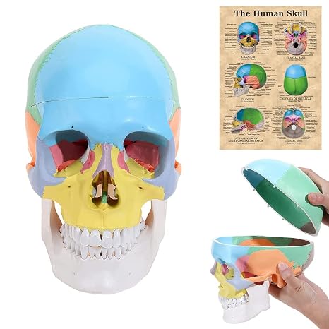 SKUMOD Life Size Human Colorful Skull Model, Replica Realistic Human Colorful Skull with Removable Skull Cap and Articulated Mandible, Full Set of Teeth, 7.2x4.2x4.95in(Europe/America Style)