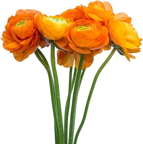 12 Orange French Peony Ranunculus Corms