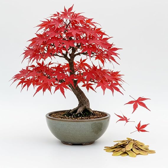 Bonsai Tree Seeds, Japanese Red Maple | 20+ Seeds | Highly Prized for Bonsai, Japanese Maple Tree Seeds (ACER palmatum) 20+Seeds