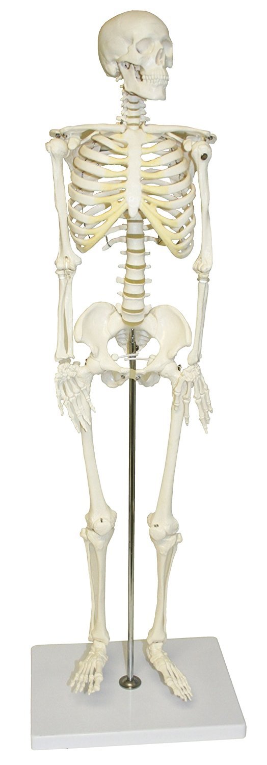 Vision Scientific VAS202 Half Size Human Skeleton- 33” 84cm | Wired for Natural Movement | Removable Skull | Mandible Hinges with Springs | Bones Individually Cast | Labeled Diagram Included